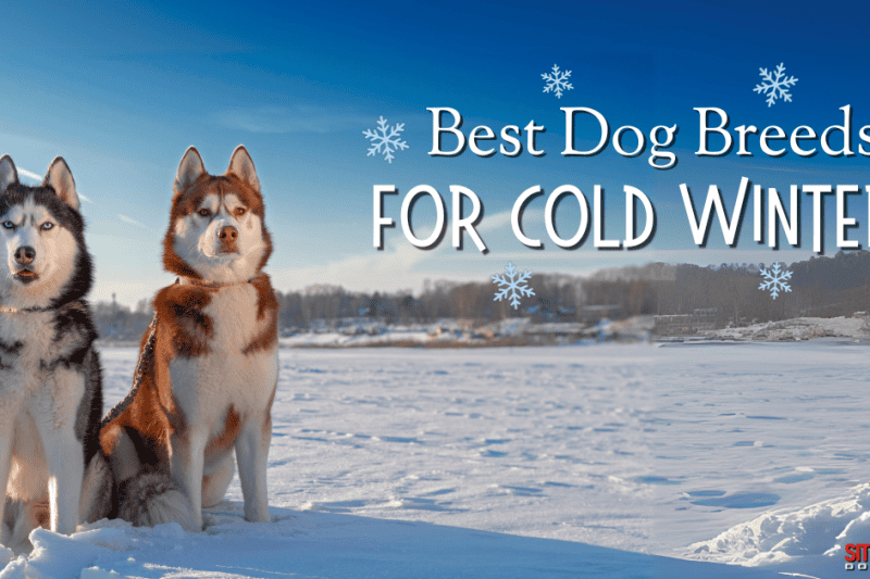 Best Dog Breeds Built for Cold Winters