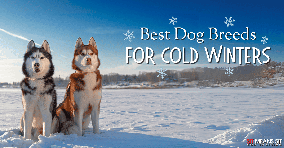 Best Dog Breeds Built for Cold Winters