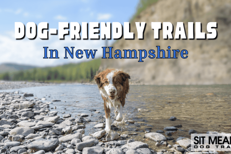 Dog-Friendly Hiking Trails in New Hampshire