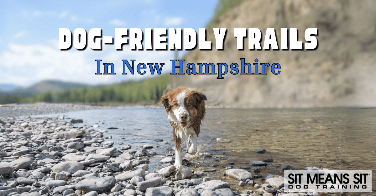 Dog-Friendly Hiking Trails in New Hampshire