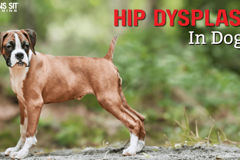 Everything You Need to Know About Hip Dysplasia in Dogs