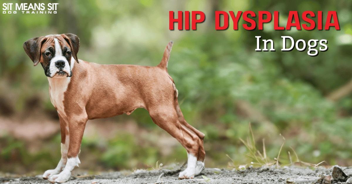 Everything You Need to Know About Hip Dysplasia in Dogs
