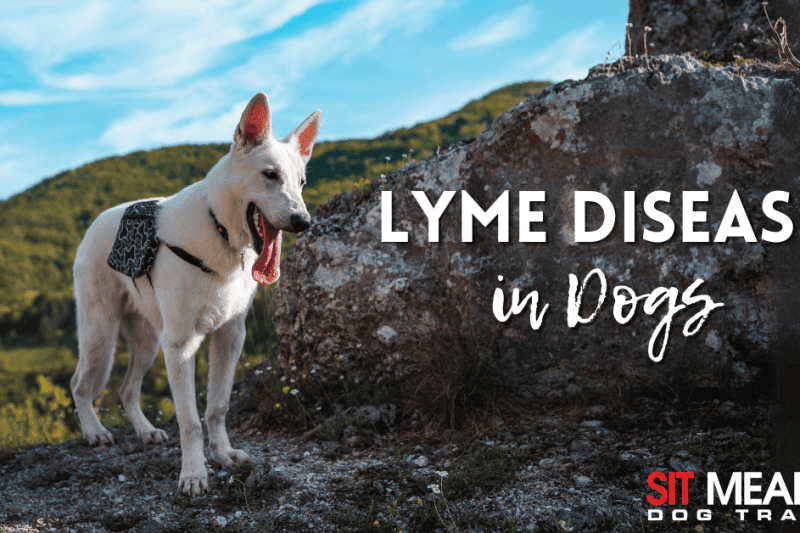 Everything You Need to Know About Lyme Disease in Dogs