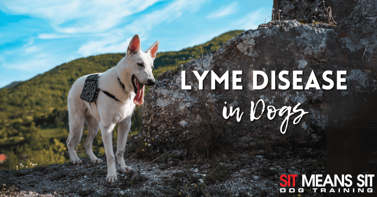 Everything You Need to Know About Lyme Disease in Dogs