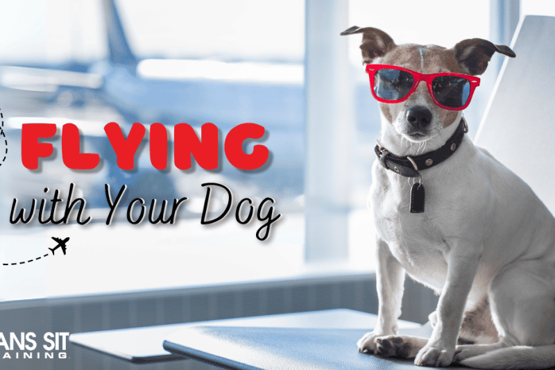 Flying With Your Dog: What You Need to Know