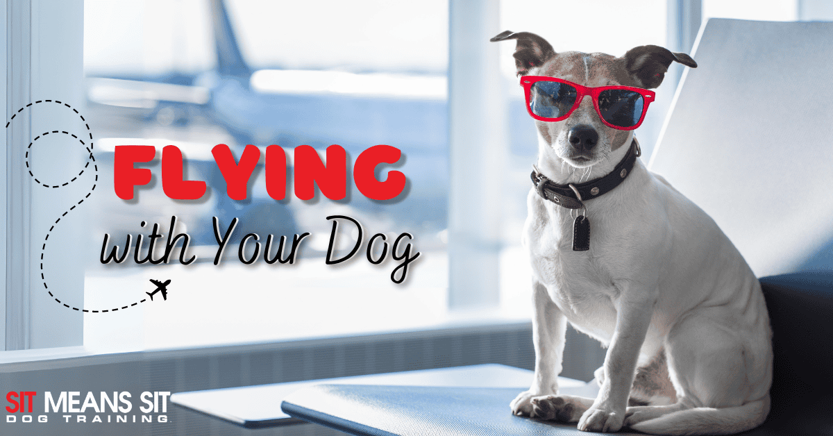 Flying With Your Dog: What You Need to Know