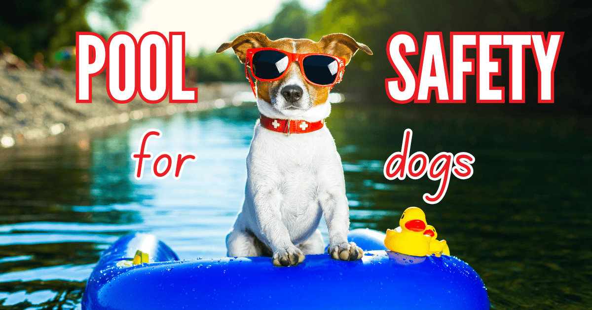 How to Keep Your Dog Safe Around the Pool