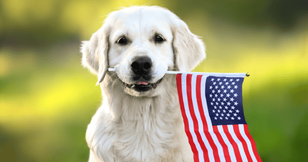 Pet Parent Safety Tips for July Fourth