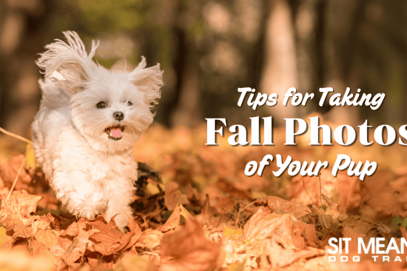 Tips for Taking Fantastic Fall Photos of Fido