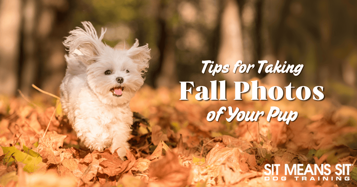 Tips for Taking Fantastic Fall Photos of Fido