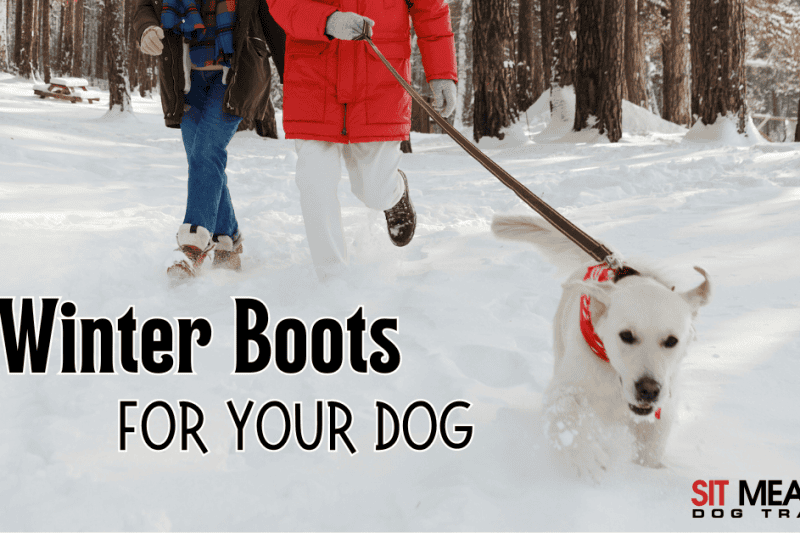 Top-Rated Winter Boots for Dogs