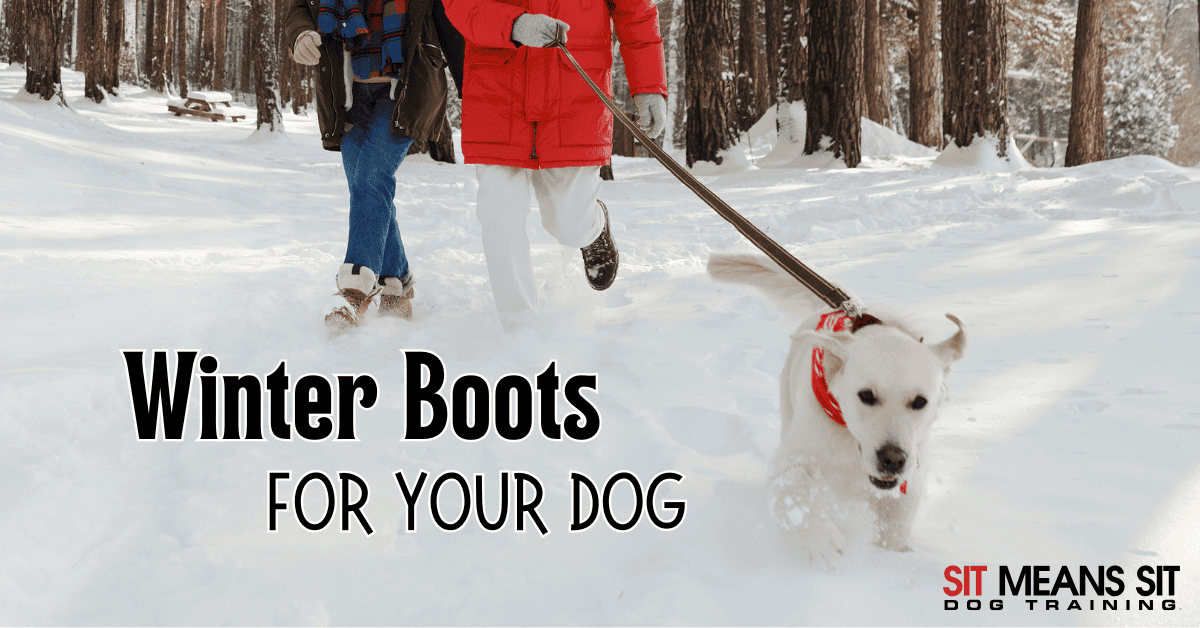 Top-Rated Winter Boots for Dogs