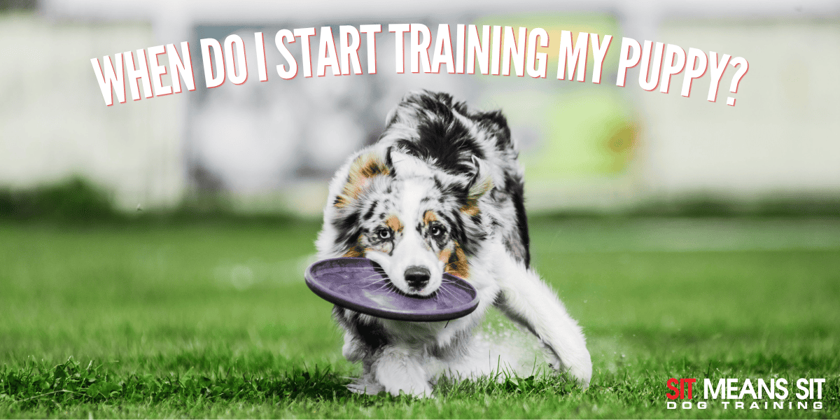 When Should I Start Training My Puppy