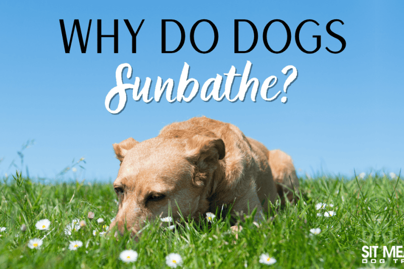 Why Do Dogs Sunbathe?