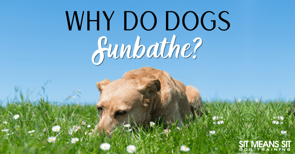 Why Do Dogs Sunbathe?